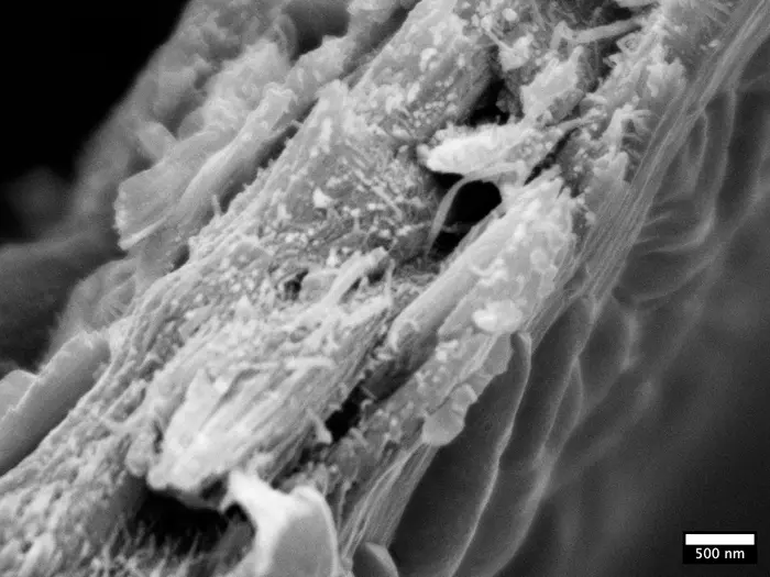 Liriodendron tulipifera wood ultrastructure observed under a cryo-SEM [Scanning Electron Micropscope] reveals enlarge macrofibril structures. CREDIT Jan J Lyczakowski and Raymond Wightman