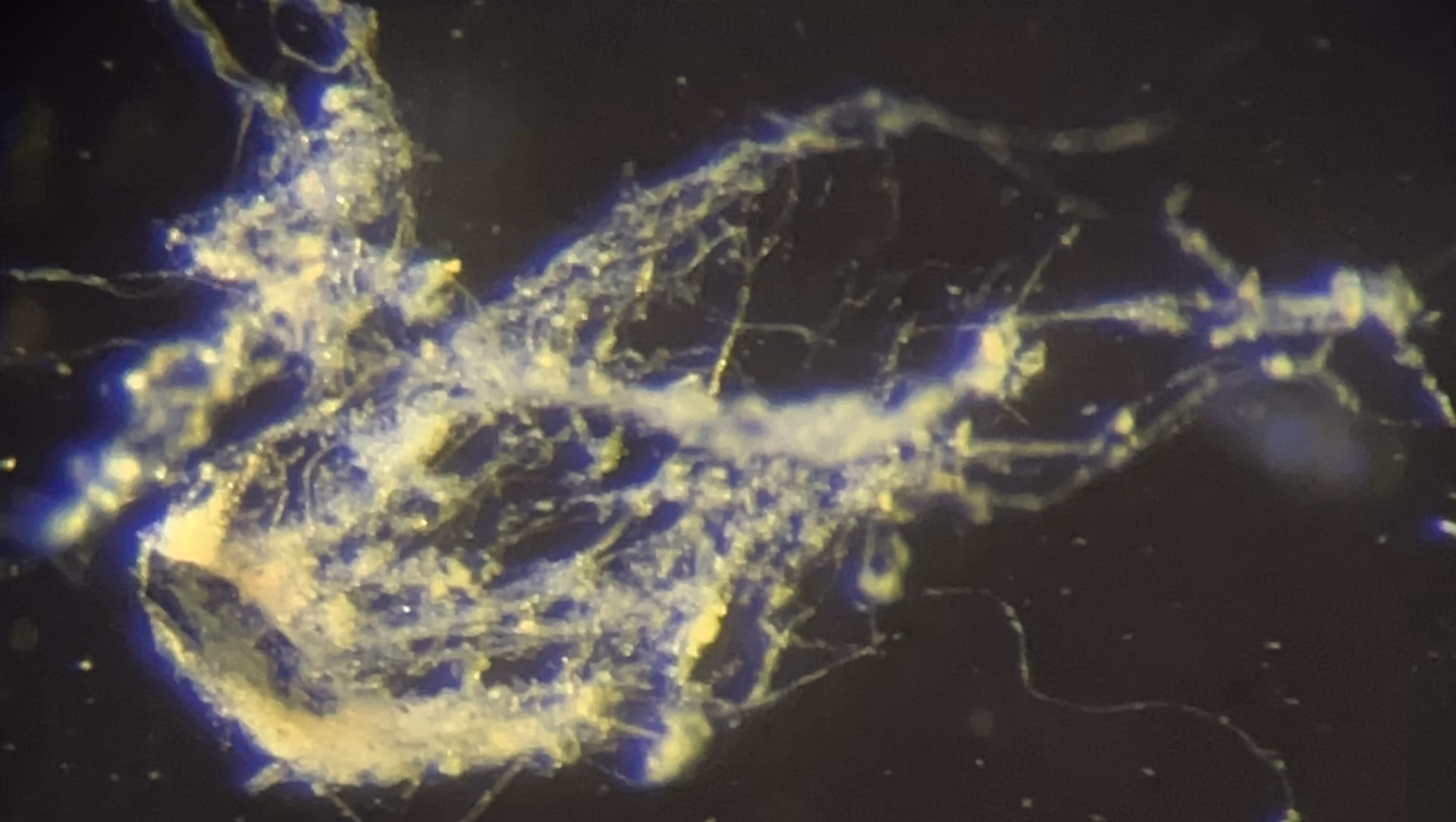 Researchers find new electricity-conducting organism