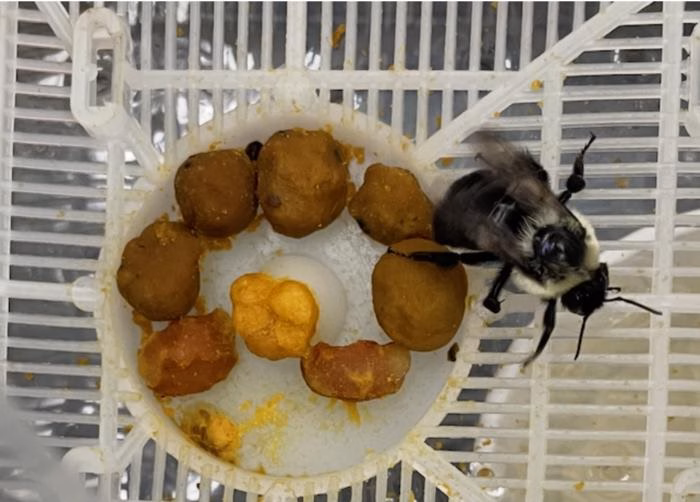Even bumble bee queens need personal days, too