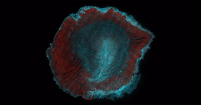 Understanding the mechanisms of embryonic cell behaviour