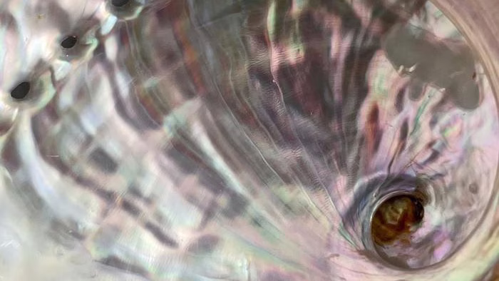 Abalone shells could help trace seafood origins