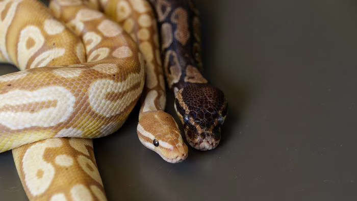 Python blood could hold the secret to healthier weight loss